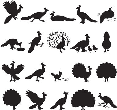 Large collection of black peacock and wild bird vector silhouettes 
