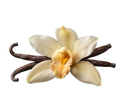 Vanilla Flower with Dried Pods Isolated on White Background