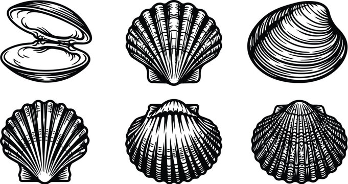 Marine shell vector art collection with open shells and scallop shells in black line style