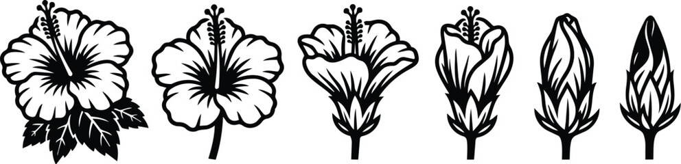 Obraz premium Hibiscus flower line art sequence from bloom to bud in black silhouette