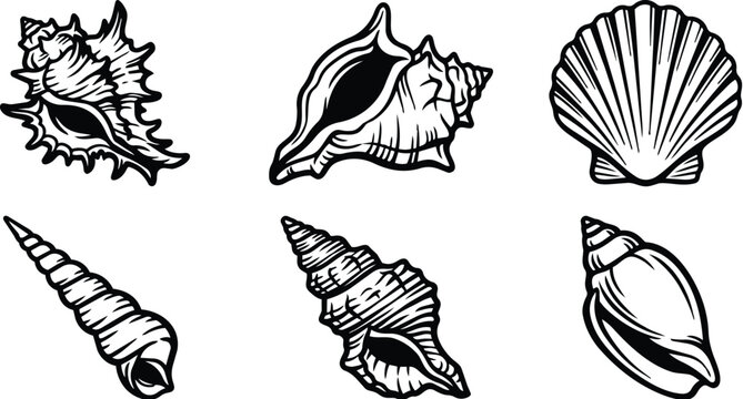 Vector line art collection of seashell shapes in black and white