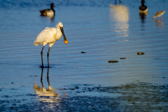 Eurasian spoonbill, Platalea leucorodia