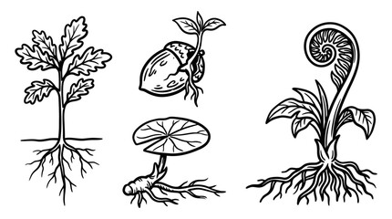 Plant Growth Stages: Seedling, Sprout, Fern, Acorn, Roots © Wilujeng Graphic