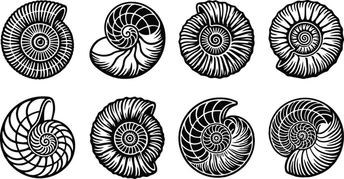 Vector art set of ammonite shells in black and white hand drawn line art