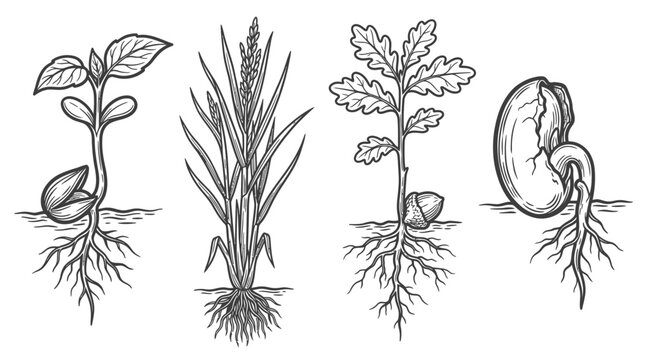 Seedling Growth Stages: Bean, Wheat, Oak, and Seed