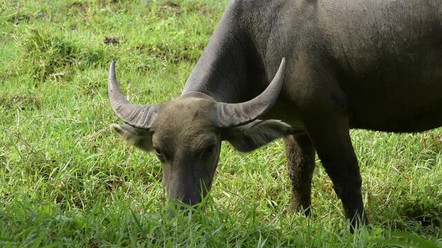A beautiful horned asian buffalo eating grass on the ground 