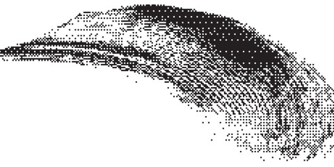 Close-up of a detailed fish scale pattern. © Girlda