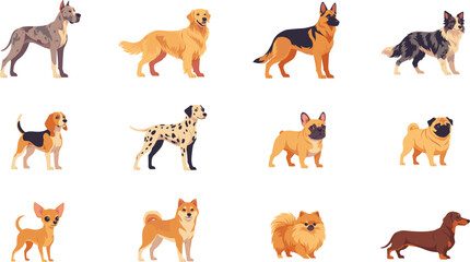 Obraz premium Popular dog breeds vector characters collection, with golden retriever german shepherd pug dachshund and chihuahua flat illustration