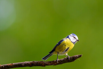 Cyanistes caeruleus, Eurasian blue tit © Patrick