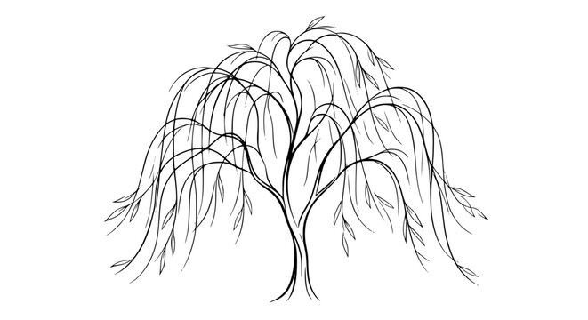 weeping willow, willow tree, hanging tree, tree illustration, black and white tree, nature line art, graceful willow, botanical tree, landscape tree, hand drawn outline engraving vector illustration d
