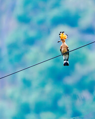 Common Hoopoe with a striking fan-shaped crest, black-and-white wings, and long curved bill. It searches the ground for insects and larvae in open fields, grasslands, and woodlands. © Lathish