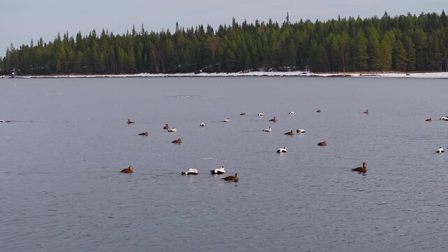 A dispersed flock of ducks and mergansers gliding across a calm northern lake, with conifer forest shoreline and lingering spring snow under an overcast sky, shown in two frames.
