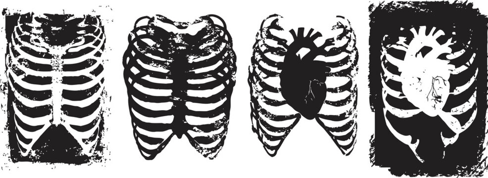 human rib cage x ray illustrations with heart anatomy medical concept detailed skeletal chest