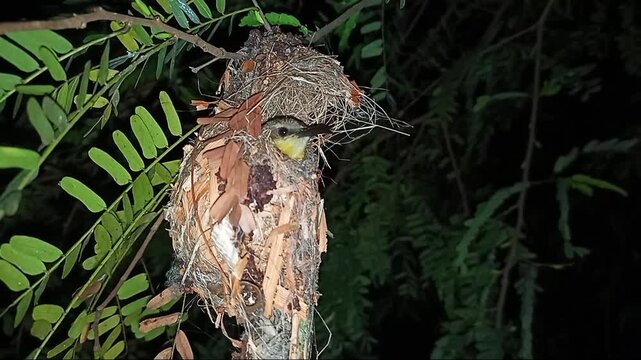 Little spiderhunter bird sitting inside hanging nest at night