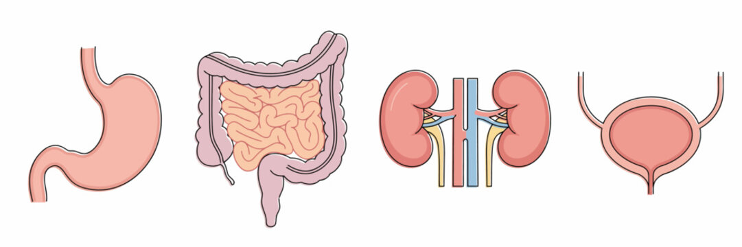Human Digestive System Organs Medical Illustration Diagram