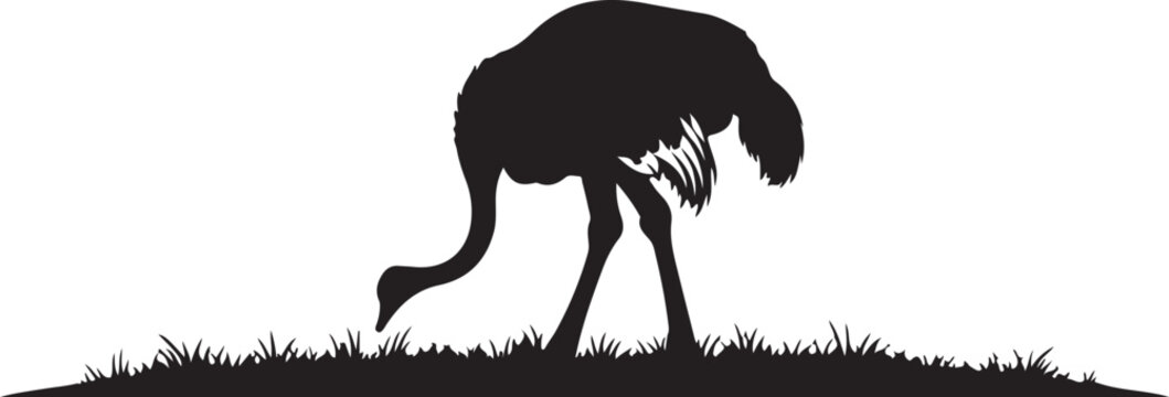 Black silhouette of ostrich bending head to ground on grass