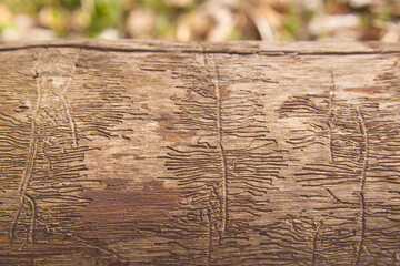 Fraßspuren von Borkenkäfern auf entrindetem Baumstamm im Wald © Okratek
