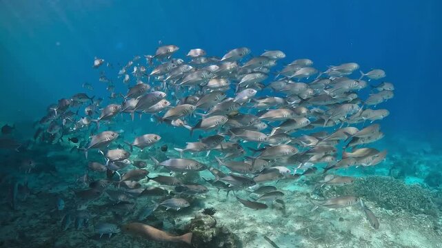 School of Jackfish Swimming Over Coral Reef in Clear Blue Ocean