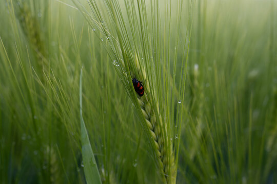 Red Cicada (Cercopoidea / Froghopper), also known as &ldquo;Blutzikade&rdquo;, on Lush Green Wheat Stem, Macro Wildlife Detail, Agricultural Insect Nature Concept