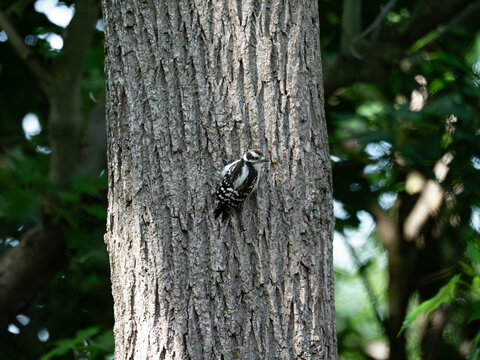 A downy woodpecker climbing a tree