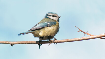 blue tit on branch © lazalnik