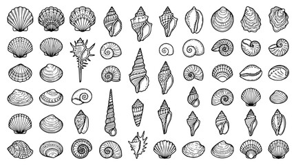 Detailed sea shells and marine snail line icons mega set for summer beach resort decoration or nautical theme pattern vector illustrations © Mohammad