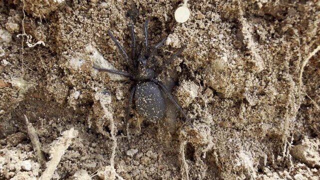 Macro close-up of a glossy black burrowing purse-web spider at its silk-lined burrow in dry steppe soil &mdash; a rare, primitive mygalomorph ambush predator in its natural habitat