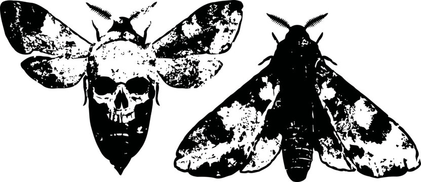 Black and white illustration of moths with skull motifs on wings gothic insect design with detailed textures and contrast