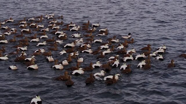 Large flock of common eiders swimming together on choppy coastal waters, contrasting black-and-white drakes and brown hens forming a synchronized raft across the ocean surface.