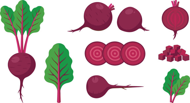 Fresh beetroot vegetable vector illustration set with whole half cut slices cubes and green leaves on white background