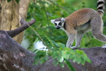 Fototapeta premium Ring-Tailed Lemurs Climbing Tree Trunk in Natural Forest Habitat