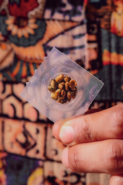 Fresh psilocybin truffles for psychedelic microdosing