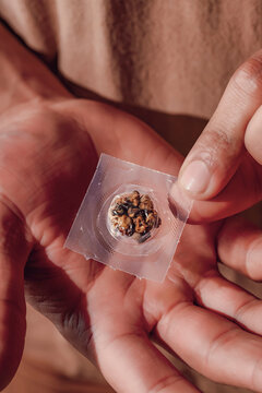 Fresh psilocybin truffles for psychedelic microdosing