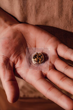 Fresh psilocybin truffles for psychedelic microdosing