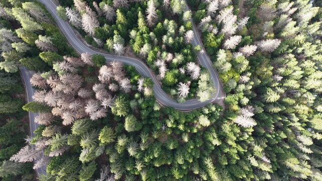 Aerial footage shows a curved road surrounded by thick green forest and conifer trees.