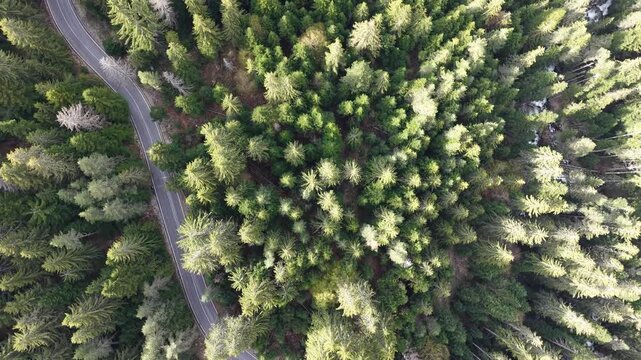 Aerial footage shows a curved road surrounded by dense green forest and conifer trees.