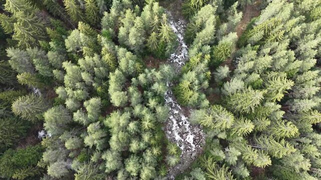 Aerial footage shows rushing whitewater moving through a green forest with rocks, boulders, and conifer trees.