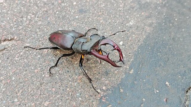 Large male stag beetle lucanus cervus walking on asphalt.