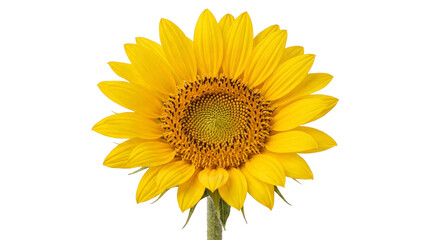 Obraz premium Bright yellow sunflower isolated on transparent background png for decoration.