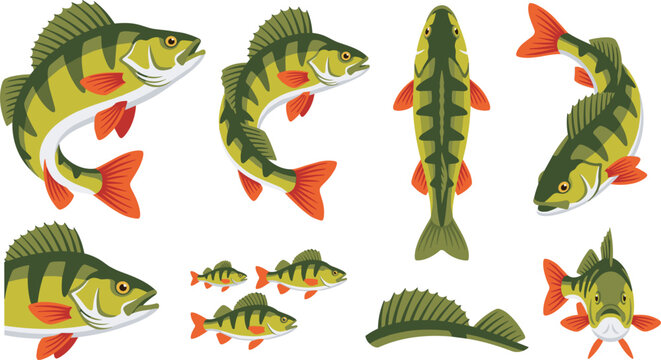 Yellow perch fish vector illustration set with jumping swimming top view side view and small minnow elements