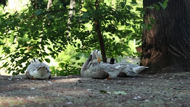 Several mountain geese (Anser indicus) resting on the ground. Birds on a blurred natural background. Greylag goose with characteristic black stripes on its head. Ornithology. Bird preening its feather