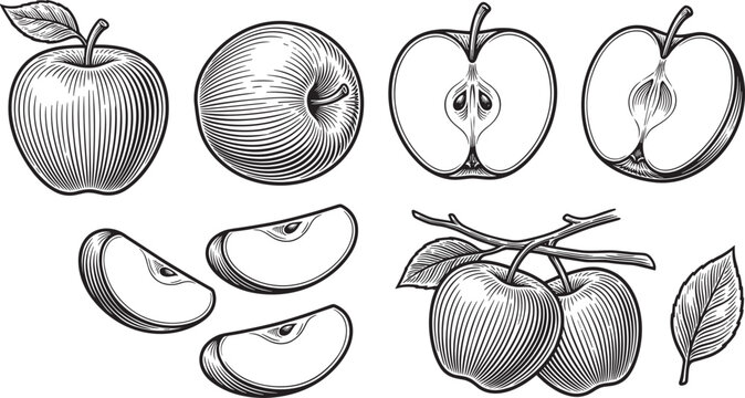 Vintage apple fruit sketch vector illustration set with whole half cut slices and branch on white background