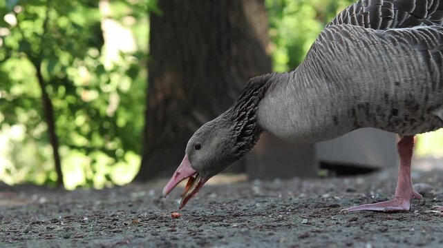 A close-up of a greylag goose, which has lowered its head to pick up food. A greylag goose eats food from the ground against the blurred greenery of a park. Feeding a bird close-up
