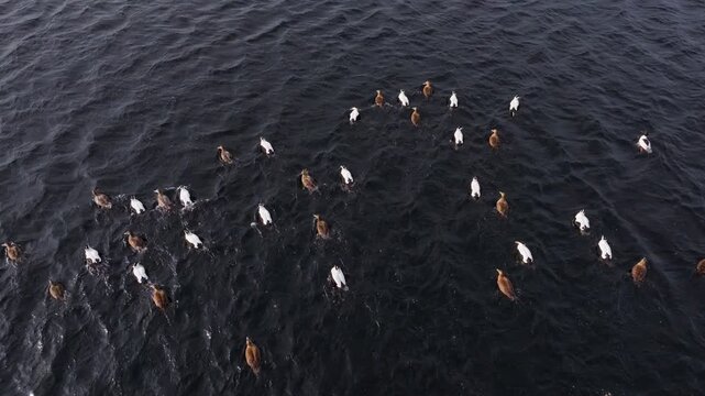 Aerial view of a large flock of ducks swimming in coordinated arcs across dark rippling lake water, white and brown birds forming shifting patterns as they navigate the surface together