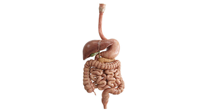 Human digestive system anatomy model showing internal organs on isolated transparent background png image.