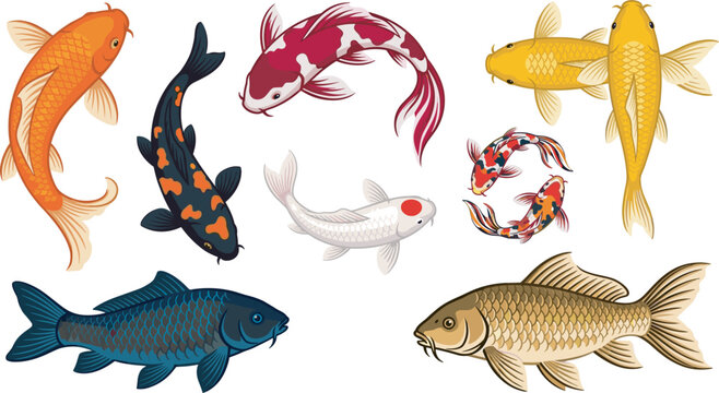 Japanese koi fish and carp vector illustration set with colorful swimming nishikigoi varieties isolated on white background for tattoo design