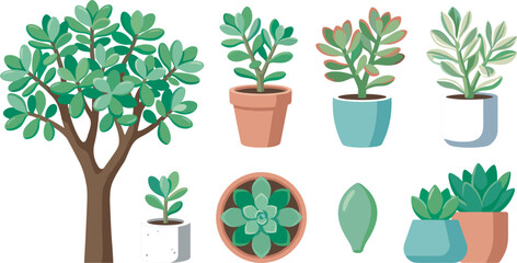 Green jade plant and succulent vector illustration set with various potted trees bushes top view and single leaf © Sukhi