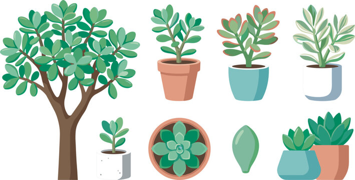 Green jade plant and succulent vector illustration set with various potted trees bushes top view and single leaf