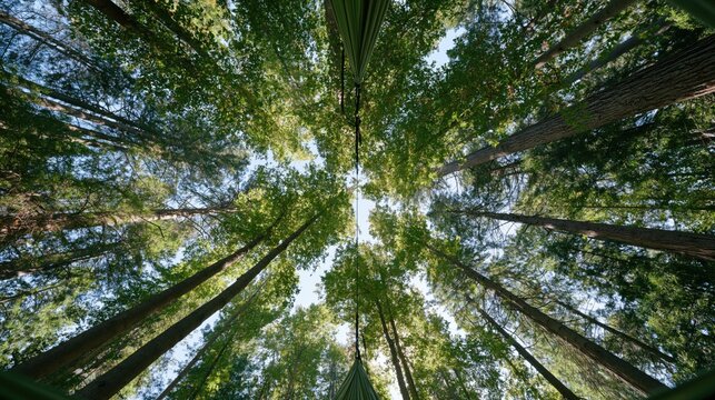 Looking up at tall forest trees and hammock suspended high beneath sunlit woodland canopy