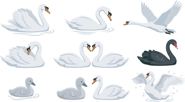 Elegant white and black swan bird vector illustration set with swimming flying couple cygnet and splashing poses on white background